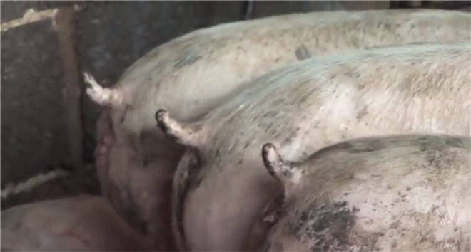 病死動(dòng)物尸體無(wú)害化破碎處理，動(dòng)物整體破碎機(jī)為您助力